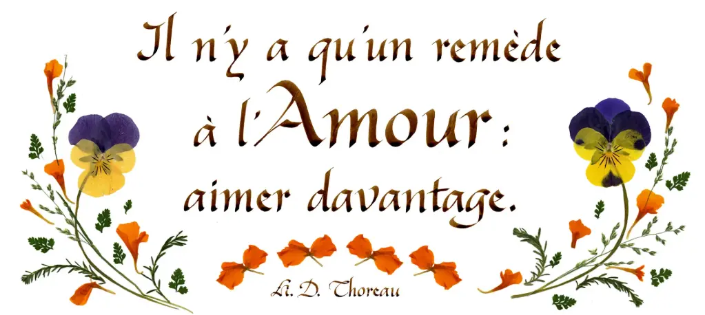Carte série 'Citations - L'Amour' - 'Il n'y a qu'un remède...' - 10,5x21cm + envel.