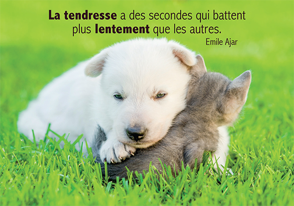 Kaart 10,5x15cm - La tendresse a des