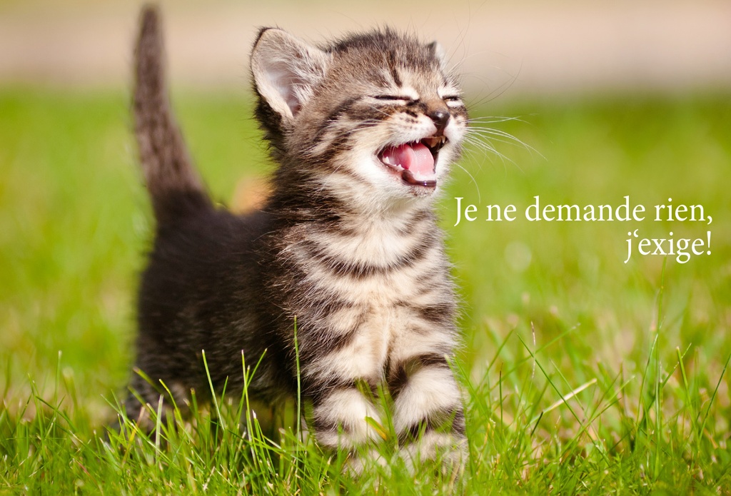 Carte simple 10x15cm - Chat/Je ne demande rien