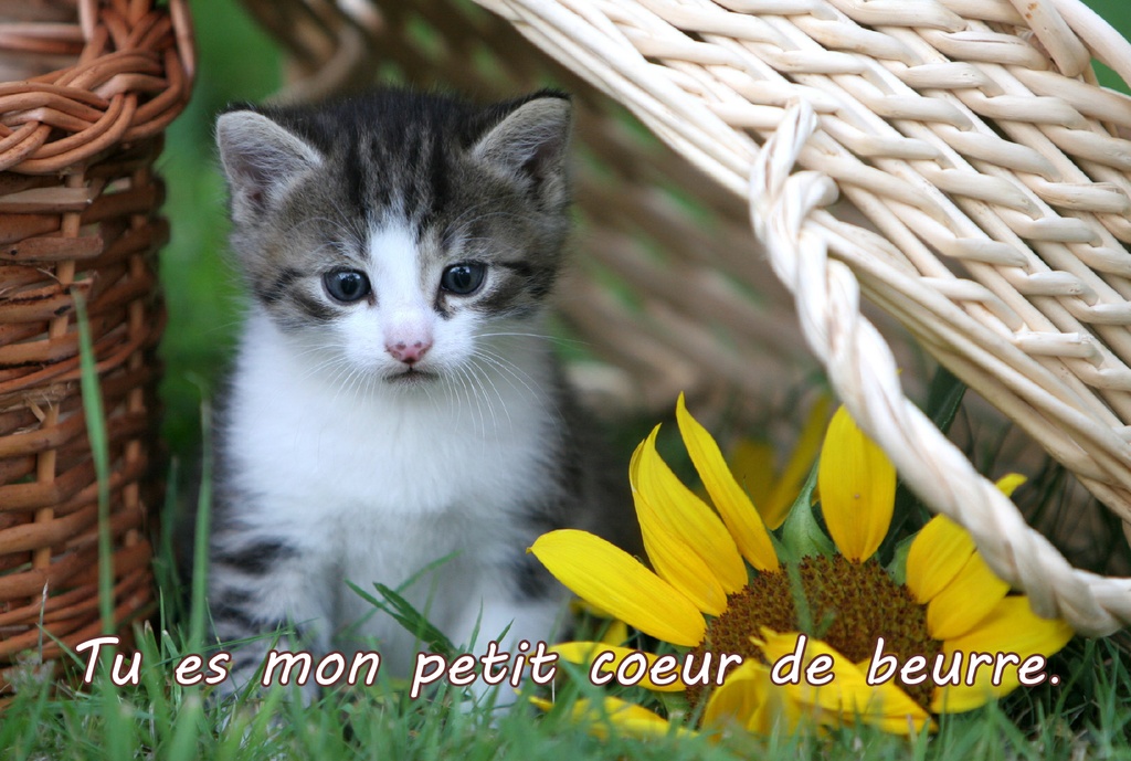 Kaart 10x15cm - Kat/Tu es mon petit coeur...