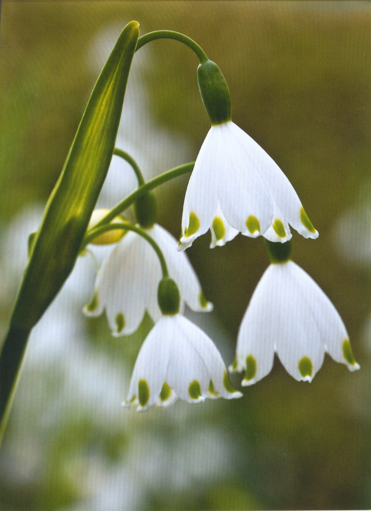 Dobbelkarte/UMslag/cello - 12x17cm - UK-90678 ohen Tekst