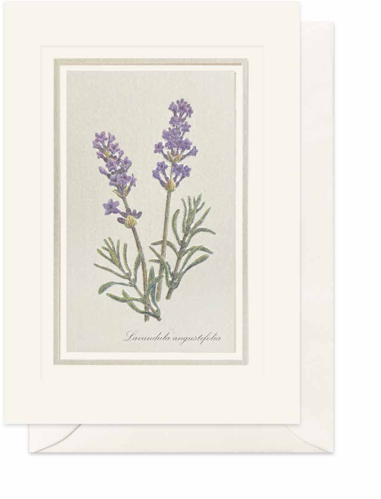 CARTE DOUBLE LAVANDE 10,5*14,8 CM