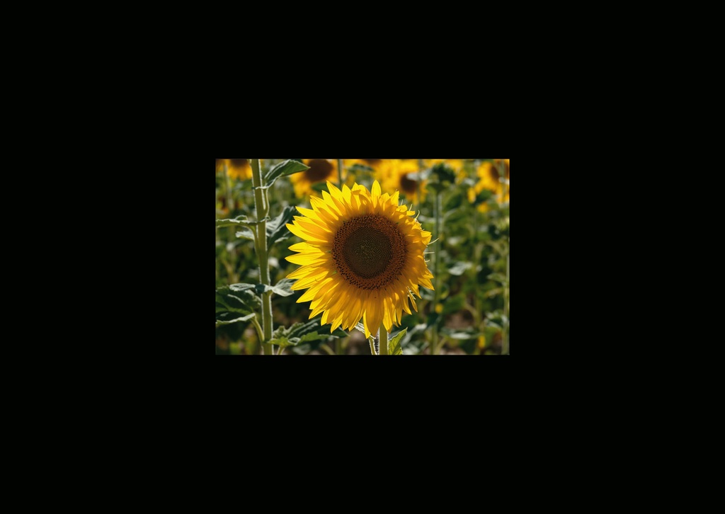 CARTES SIMPLES 10,5*14,8CM