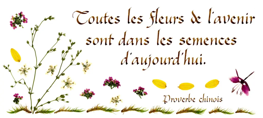 Kaart serie 'Citations - La Vie' - 'Toutes les fleurs de l'avenir...' - 10,5x21cm + envel.