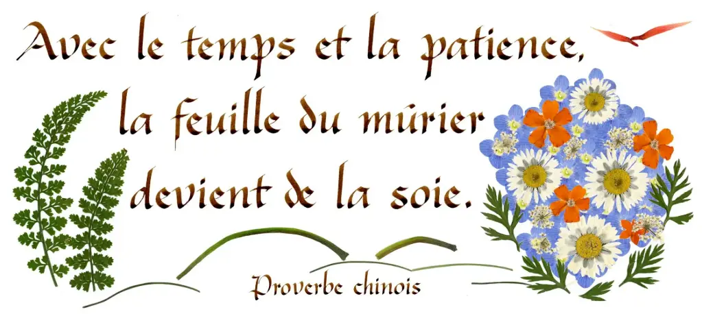 Kaart serie 'Citations - Sagesse' - 'Avec le temps et la patience...' - 10,5x21cm + envel.