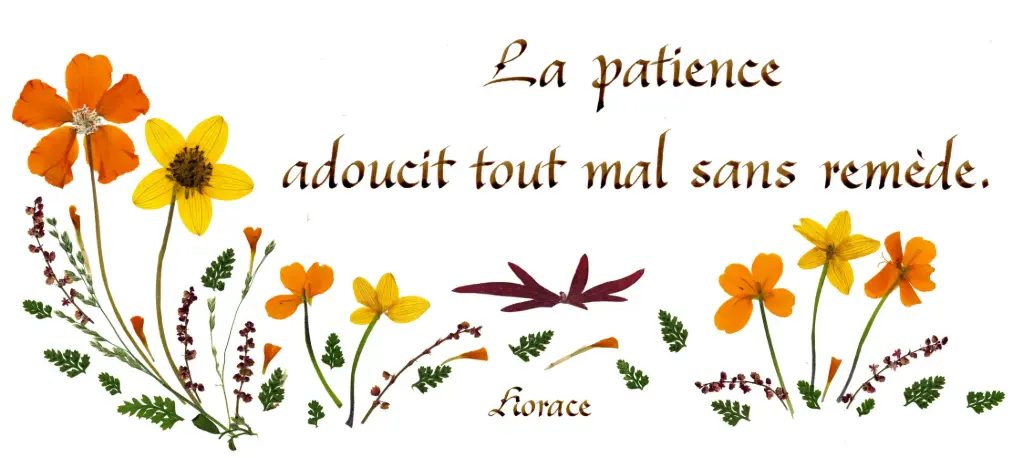 Kaart serie 'Citations - Sagesse' - 'La patience adoucit...' - 10,5x21cm + envel.