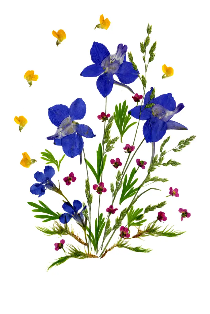 Carte double série 'Fleurs séchées' - model 019 - 10x15cm + envel.