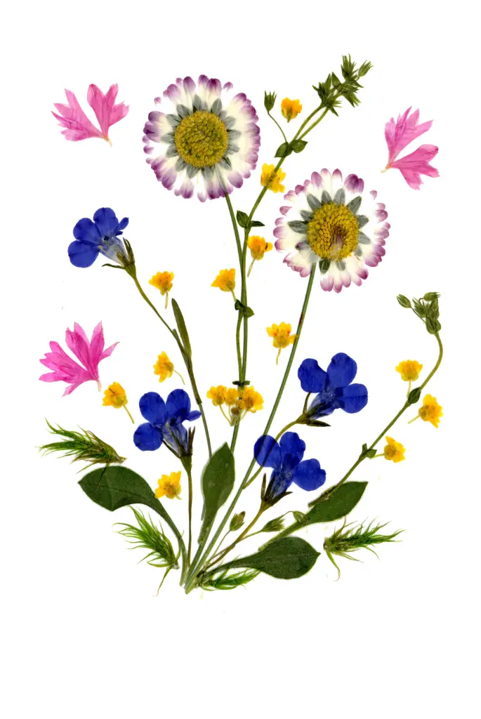 Carte double série 'Fleurs séchées' - model 020 - 10x15cm + envel.