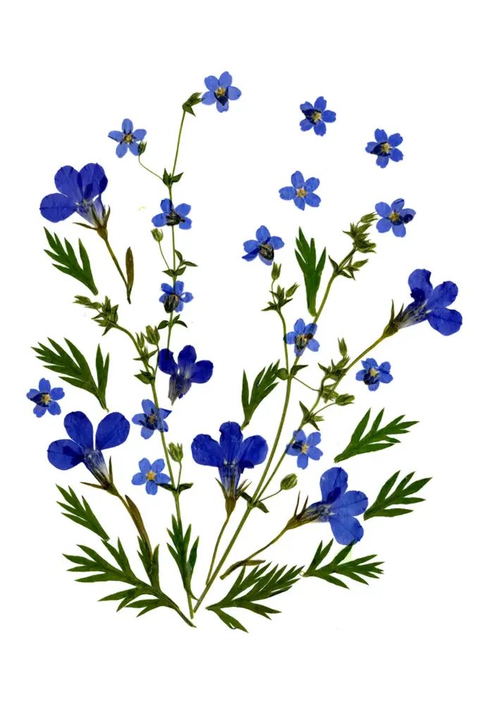 Carte double série 'Fleurs séchées' - model 010 - 10x15cm + envel.