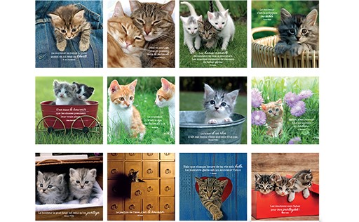 [CAL-31PP002] Calendrier perpetuel 13,4x15,4cm - Chat ne s'oublie pas