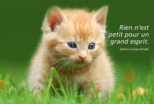 [CRT-50CS002] Carte simple 10x15cm - Chat/Rien n'est petit pour