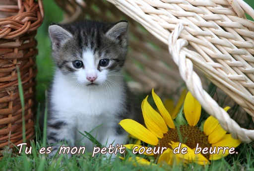 [CRT-50CS004] Kaart 10x15cm - Kat/Tu es mon petit coeur...