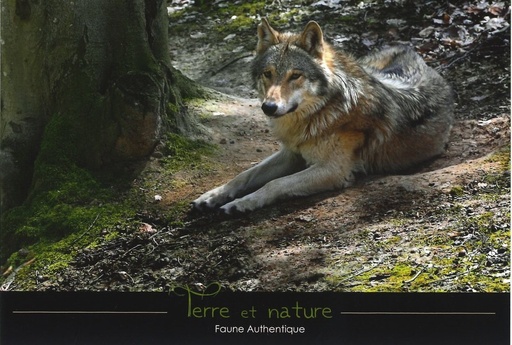 [CRT-24CS624] Le Loup gris. (Canis lupus)