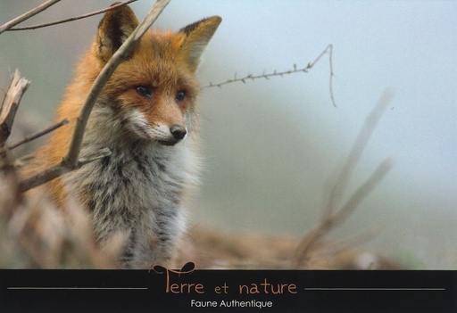 [CRT-24CS629] Le renard dans la brume