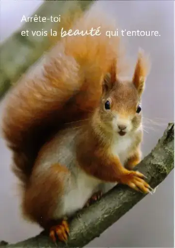 [ATM-04TFR001] Magnet - 55x80mm - Arrête-toi...