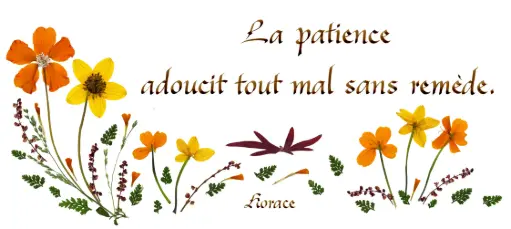 [PDO-00CFR153] Carte série 'Citations - Sagesse' - 'La patience adoucit...' - 10,5x21cm + envel.