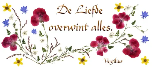 [PDO-00CNL075] Carte série 'Citations - NL - 'De liefde overwint alles' - 10,5x21cm + envel.
