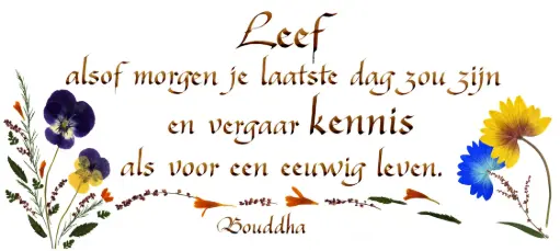 [PDO-00CNL101] Carte série 'Citations - NL - 'Leef als morgen..' - 10,5x21cm + envel.